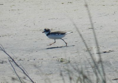 Plover Semipalmated OBX 2012 a6.JPG