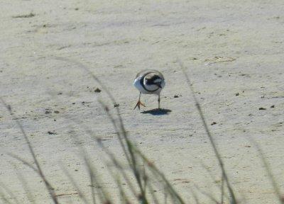 Plover Semipalmated OBX 2012 a7.JPG
