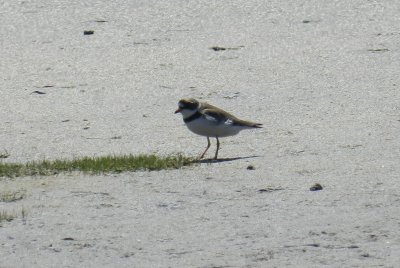 Plover Semipalmated OBX 2012 a13.JPG