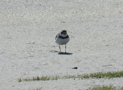 Plover Semipalmated OBX 2012 a15.JPG