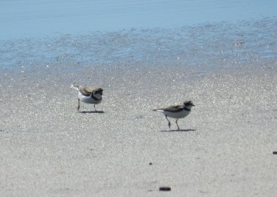 Plover Semipalmated OBX 2012 a16.JPG