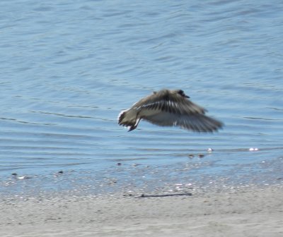 Plover Semipalmated OBX 2012 in flight.JPG