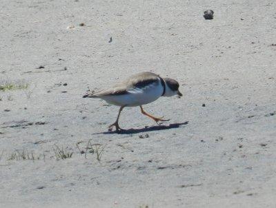 Plover Semipalmated OBX 2012 w. Webs showing.JPG
