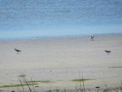 Plover tern and Sandpiper OBX 2012 a.JPG