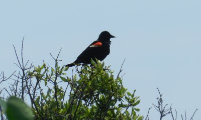 Redwinged Blackbird OBX 2012 b.jpg