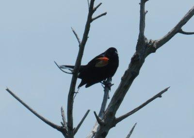 Redwinged Blackbird OBX 2012 d.jpg