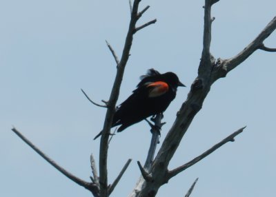Redwinged Blackbird OBX 2012 e.jpg