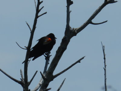 Redwinged Blackbird OBX 2012 f.jpg