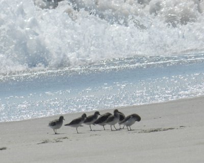 Sandpiper OBX 2012 e.jpg