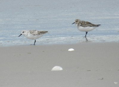 sandpiper semipalmated OBX 2012 f.jpg