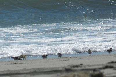 Sandpipers and Ghost Crab OBX 2012.JPG