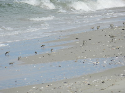 Sandpipers Red knots and Sanderlings.jpg