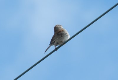 Sparrow Field OBX 2012 1.jpg