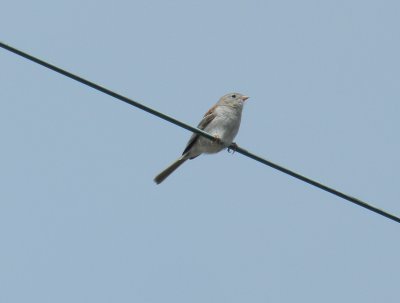 Sparrow Field OBX 2012 1a.jpg