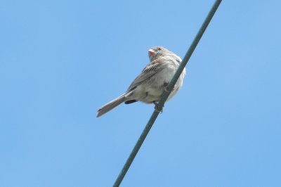 Sparrow Field OBX 2012 4.jpg