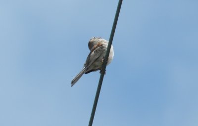 Sparrow Field OBX 2012 7.jpg