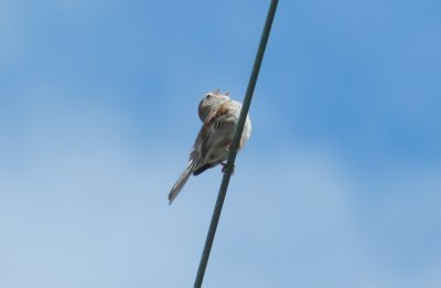 Sparrow Field OBX 2012 8.jpg