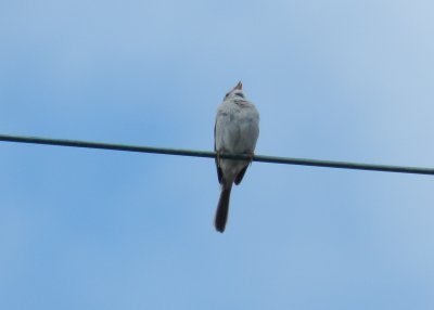 Sparrow Field OBX 2012 9.jpg