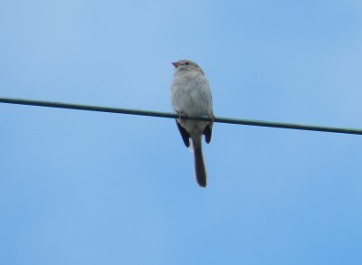 Sparrow Field OBX 2012 11.jpg