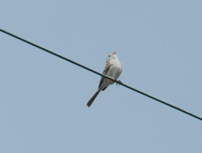 Sparrow Field OBX 2012 16.jpg