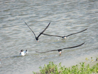 Tern Black Skimmers OBX 2012 1.jpg
