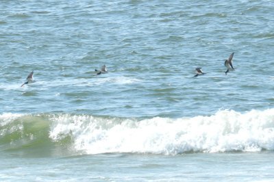 Tern Black Skimmers OBX 2012 4.jpg