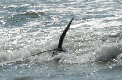 Tern Black Skimmers OBX 2012 8.jpg