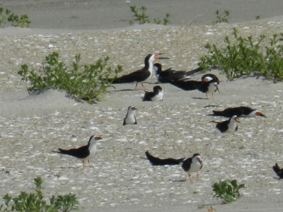 Tern Black Skimmers OBX 2012 11.jpg