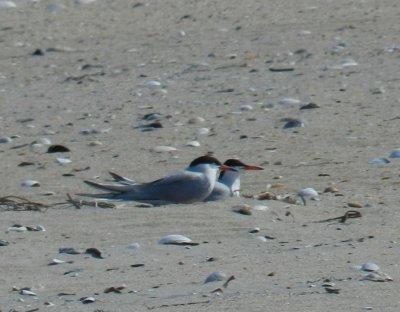 Tern Common OBX 2012 a.jpg