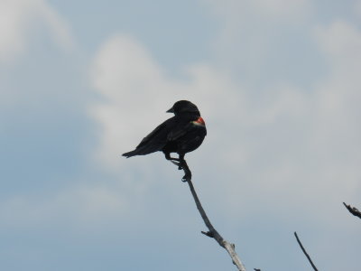 Redwinged Blackbird OBX 2012 g.jpg