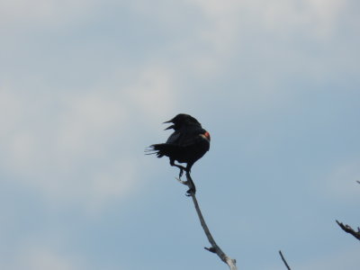Redwinged Blackbird OBX 2012 h.jpg