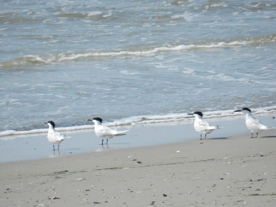 Tern Sandwich OBX 2012 a.jpg