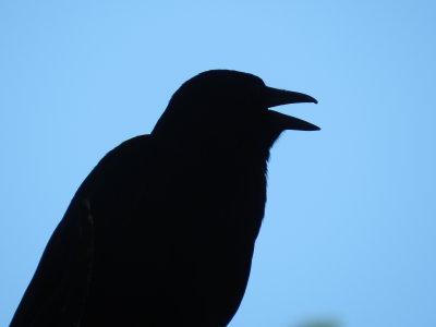 Crow Denver 0612 d.JPG