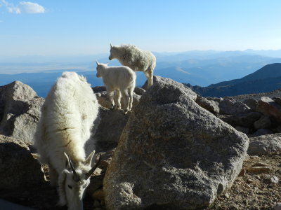 Mt Goat Mt Evans CO 0612 e.JPG