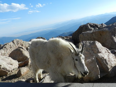 Mt Goat Mt Evans CO 0612 i.JPG