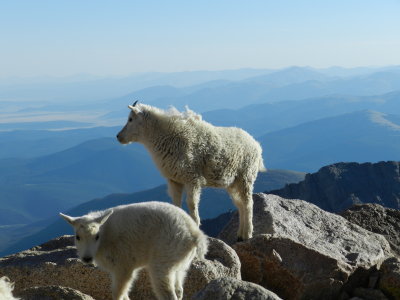 Mt Goat Mt Evans CO 0612 o.JPG