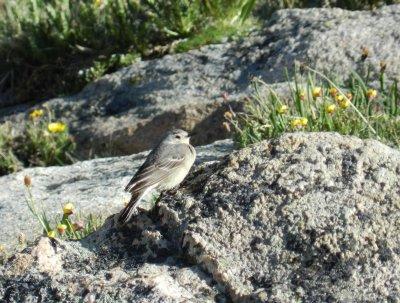 Pipit Am. Mt Evans CO 0612 aaa.JPG