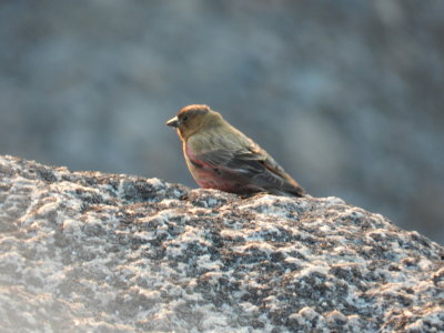 Rosy-finch Brown Caped Mt Evans 0612 a.JPG