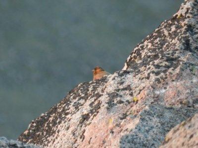 Rosy-finch Brown Caped Mt Evans 0612 b.JPG
