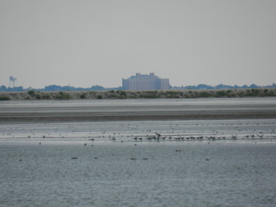 Craney Is 081912 p.JPG