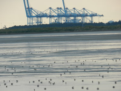Craney Is 081912 u.JPG
