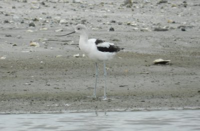 SandP Avocet craney Is 081912 a.JPG