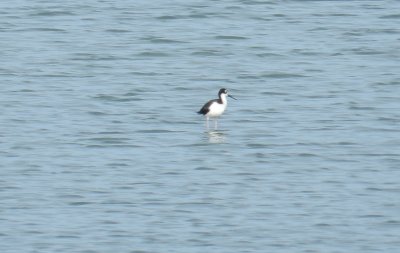 SandP Black Necked Stilt Craney Is 081912.JPG