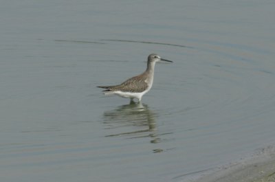 SandP Lesser Yellowlegs b.JPG
