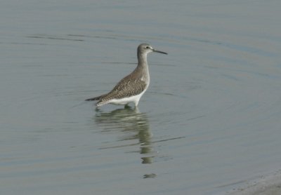 SandP Lesser Yellowlegs a.JPG