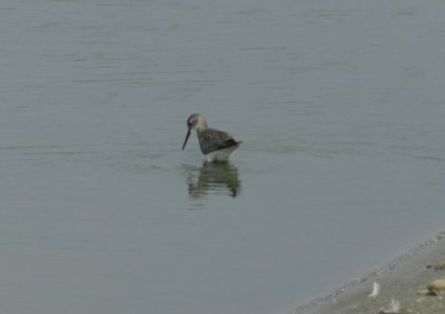 SandP Lesser Yellowlegs c.JPG