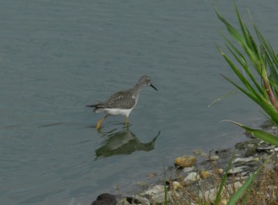 SandP Lesser Yellowlegs d.JPG