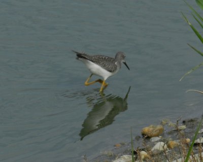 SandP Lesser Yellowlegs e.JPG