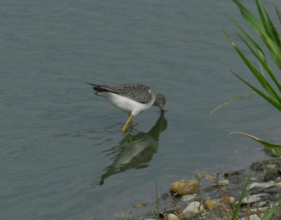 SandP Lesser Yellowlegs f.JPG