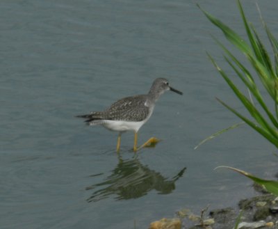 SandP Lesser Yellowlegs g.JPG